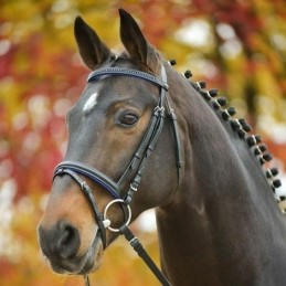 BRIDON DIAMOND STAR WALDHAUSEN