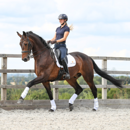 GUETRE DRESSAGE EQUILIBRIUM NOUVELLE VERSION