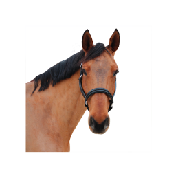 LICOL CUIR MYLORD CANTER