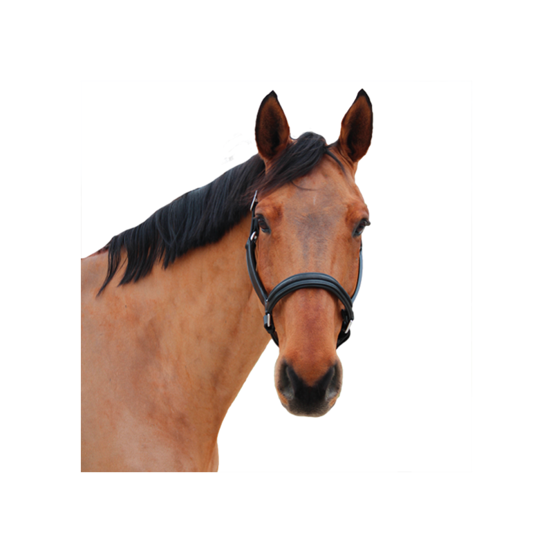 LICOL CUIR MYLORD CANTER