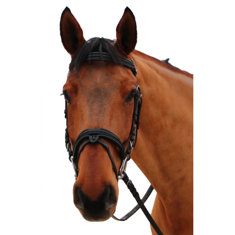 BRIDON MYLORD CANTER