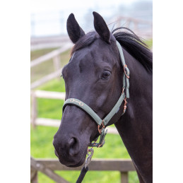 LICOL MORS HARRY'S HORSE