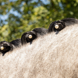 PERLES BLANCHES POUR PIONS QHP