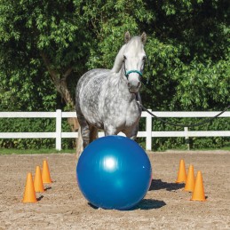 Set d'agilité pour cheval