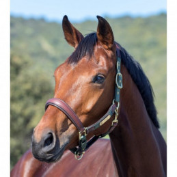 LICOL CUIR CAPELLA LEMIEUX