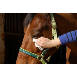EASY SHINE WIPES LINGETTES CHEVAUX