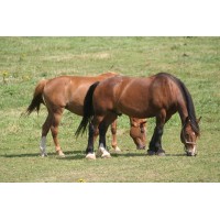 Bonnes affaires cheval