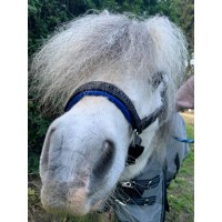 MINI-SHETLAND